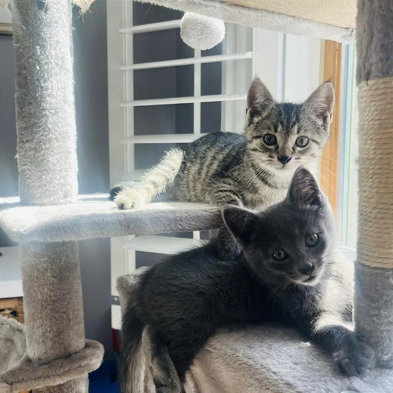 A baby small-sized male Gray / Blue / Silver Domestic Short Hair cat named Duffel Bag for adoption in Gibsonia, PA
