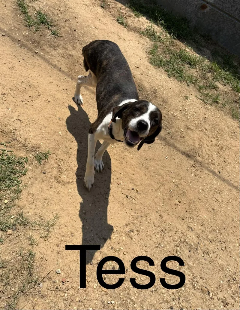 An adult medium-sized female German Shorthaired Pointer dog named Tess for adoption in Zimmerman, MN