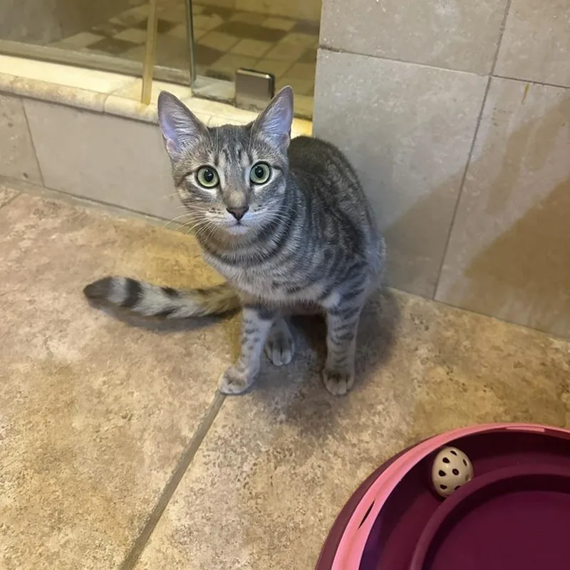 A baby medium-sized female Gray / Blue / Silver American Shorthair cat named Hope for adoption in North Hollywood, CA