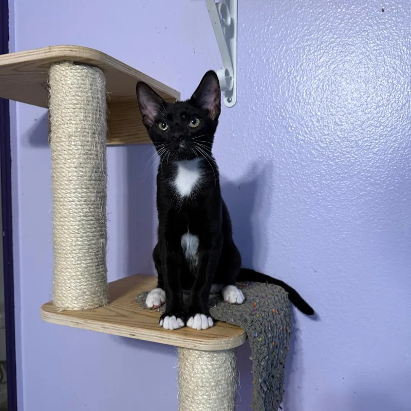A baby small-sized male Black Domestic Short Hair cat named Balerion for adoption in Port Richey, FL