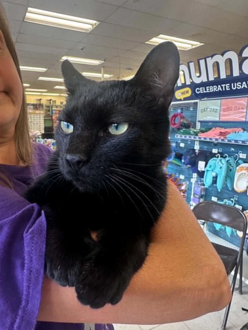 An adult medium-sized male Black Domestic Short Hair cat named Leroy Lap Cat Cuddler! for adoption in Cincinnati, OH