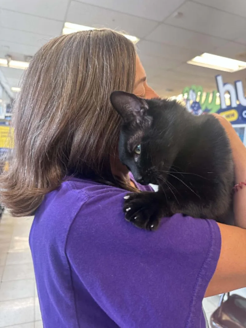 Leroy Lap Cat Cuddler! thumbnail 2