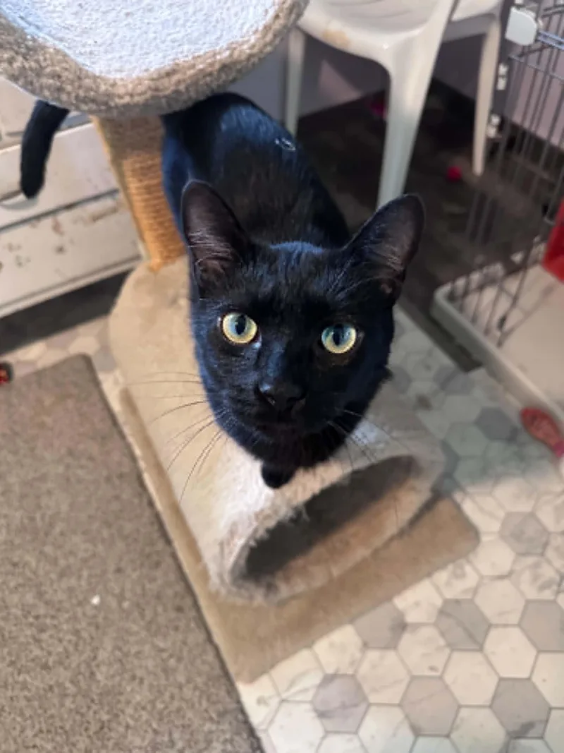 Leroy Lap Cat Cuddler! thumbnail 3