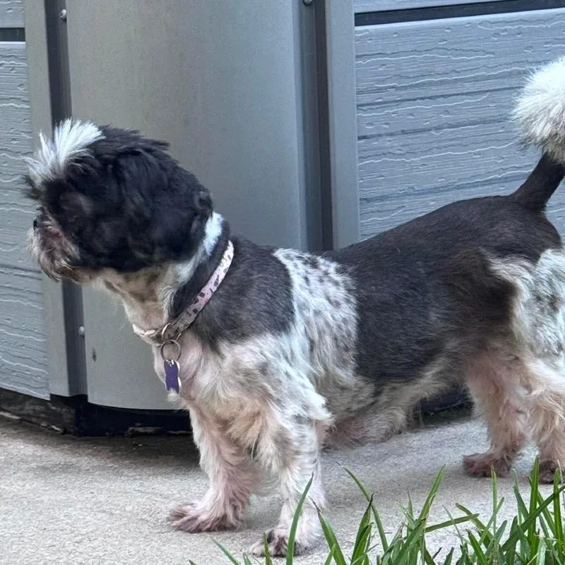 A senior small-sized female Black Shih Tzu dog named Fiona for adoption in Gulfport, MS
