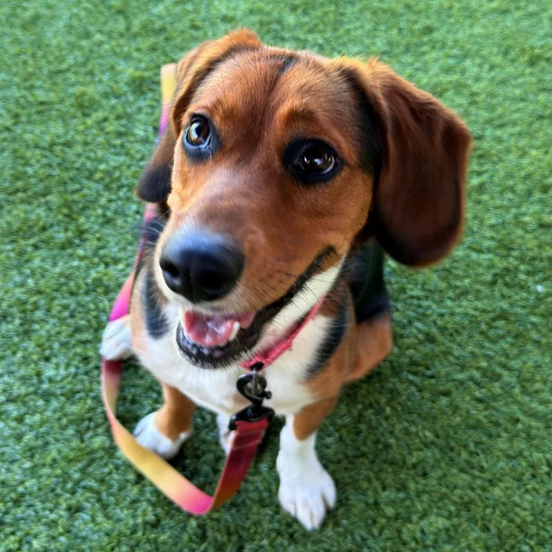 A senior medium-sized female Black Hound dog named Annie for adoption in Pittsburgh, PA