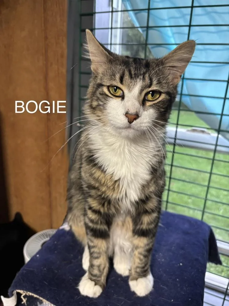 A young small-sized male Domestic Medium Hair cat named Bogie for adoption in New Woodstock, NY