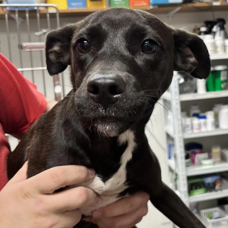 A baby small-sized female Pit Bull Terrier dog named Elodie Jean for adoption in Birmingham, AL