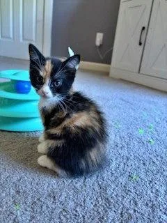 Spice Girls Litter:  thumbnail 2