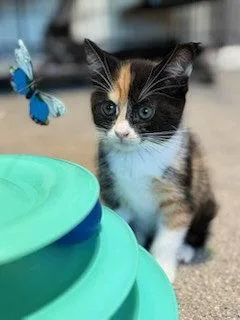 Spice Girls Litter:  thumbnail 3