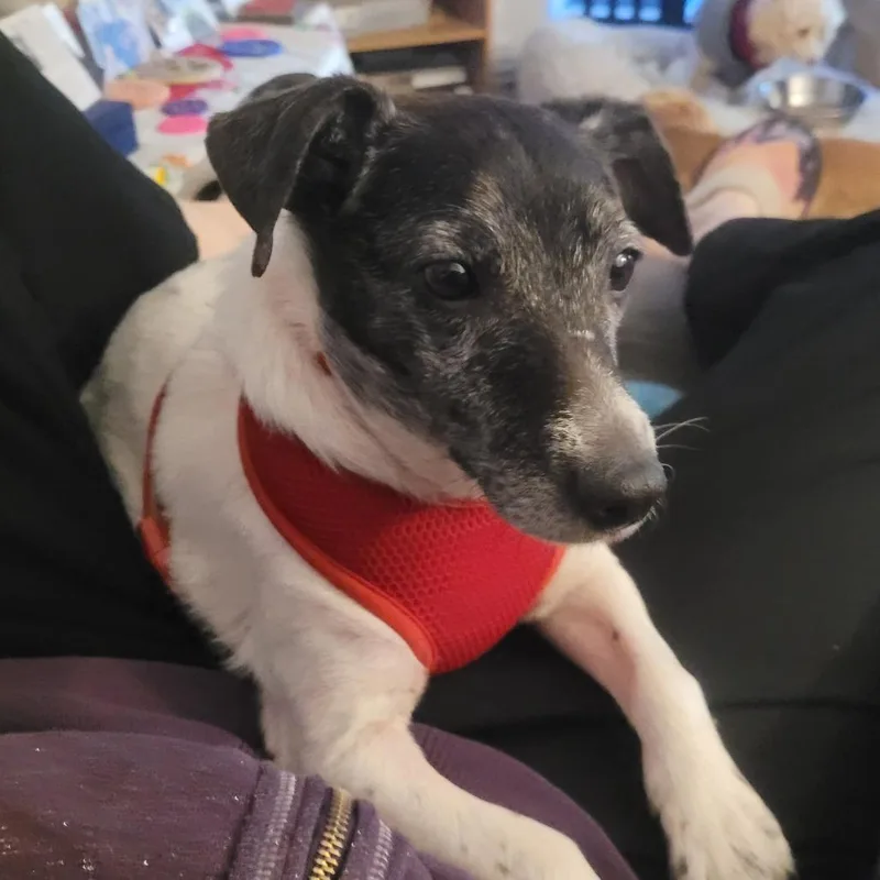 An adult small-sized female White / Cream Rat Terrier dog named Agatha for adoption in Rochester, MN