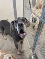 An adult extra large-sized female Great Dane dog named Evee for adoption in Moline, IL