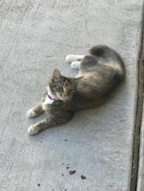 A young medium-sized female Domestic Medium Hair cat named Miko for adoption in Woodland, CA