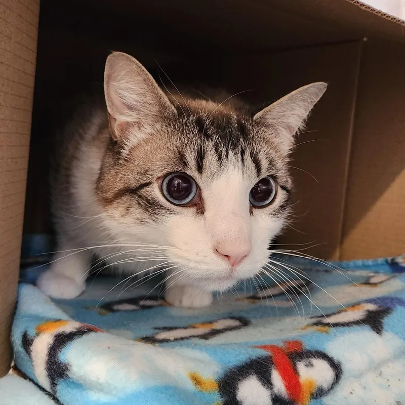 An adult large-sized male Buff / Tan / Fawn Domestic Short Hair cat named Mooney for adoption in Delaware, OH