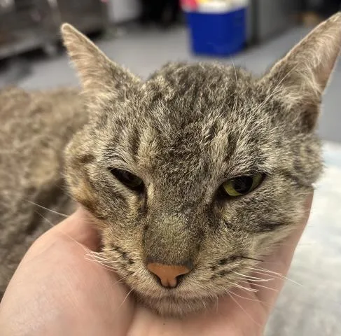 An adult large-sized male Domestic Short Hair cat named A for adoption in Bakersfield, CA