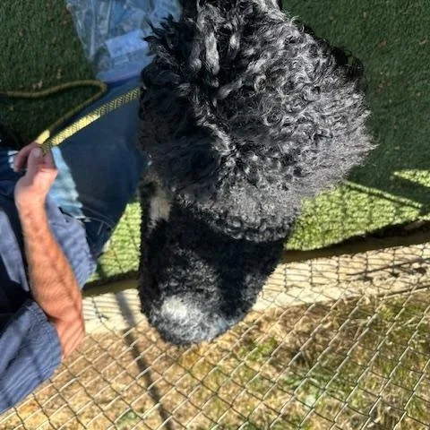 Valentino thumbnail 2