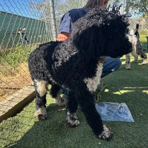 Valentino thumbnail 3