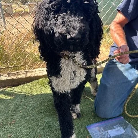 Valentino thumbnail 4