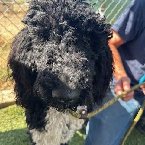 A young large-sized male Black Standard Poodle dog named Valentino for adoption in Agua Dulce, CA