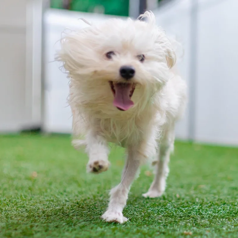An adult medium-sized male White / Cream Mixed Breed dog named Jerry for adoption in Cranston, RI