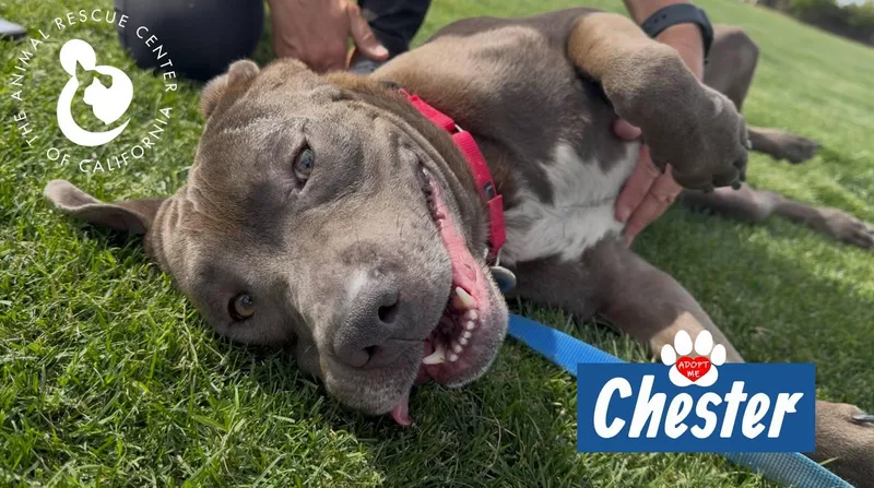 An adult medium-sized male Chocolate Labrador Retriever dog named Chester for adoption in Coachella, CA