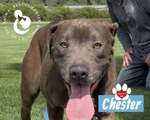 Chester thumbnail 2