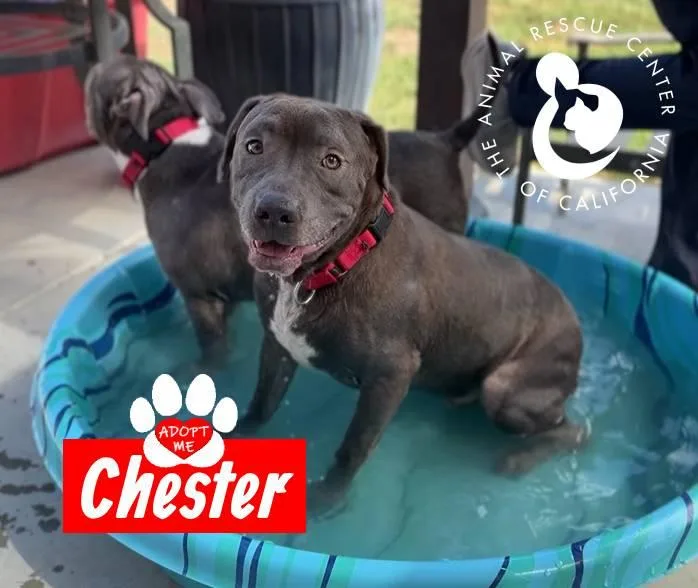 Chester thumbnail 4