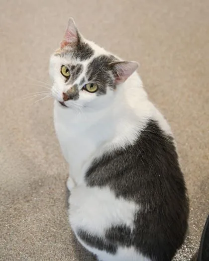 An adult medium-sized female Domestic Short Hair cat named Boop for adoption in Ringoes, NJ