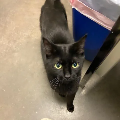 An adult medium-sized female Black Domestic Short Hair cat named Chaos for adoption in Pittsburgh, PA