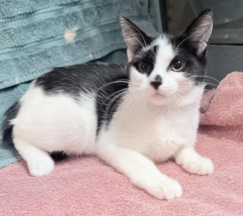 A baby medium-sized female Domestic Short Hair cat named Curl for adoption in Elizabethtown, NC