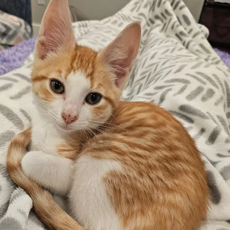 A baby small-sized male Orange / Red Domestic Short Hair cat named Creamsicle for adoption in Frederick, MD