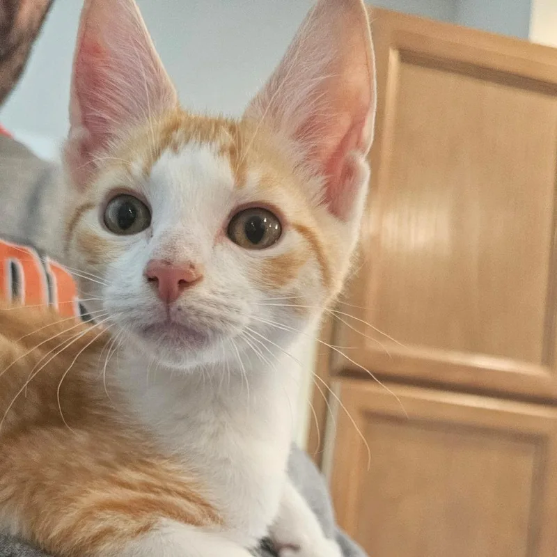 Creamsicle thumbnail 3