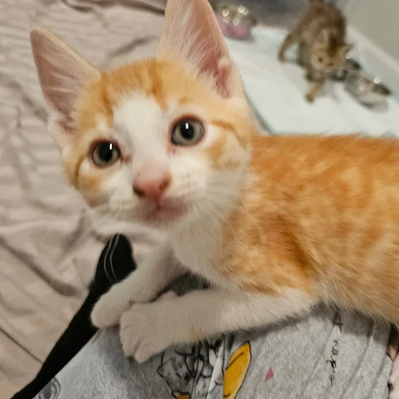 Creamsicle thumbnail 4