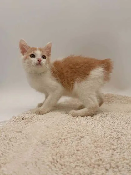 A baby small-sized male Manx cat named Archie for adoption in Bowling Green, KY