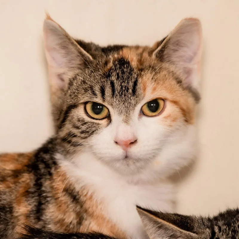 A young small-sized female Domestic Short Hair cat named Annie for adoption in Victor, NY
