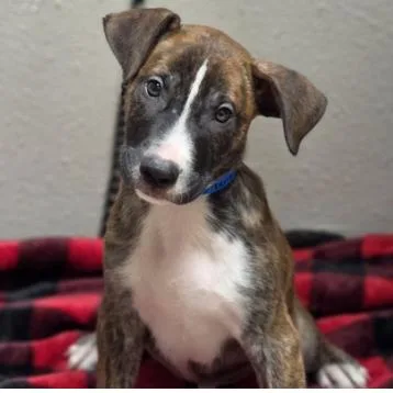 A baby small-sized male Belgian Shepherd / Malinois dog named Memphis for adoption in Parker, CO