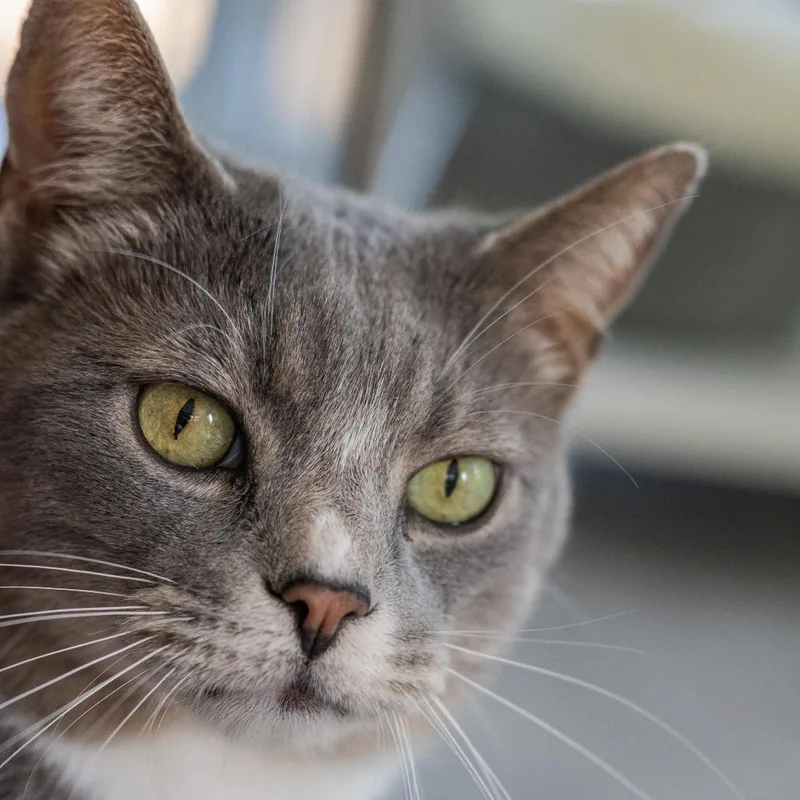 An adult small-sized male Gray / Blue / Silver Domestic Short Hair cat named Gray Baby for adoption in Fairfax Station, VA