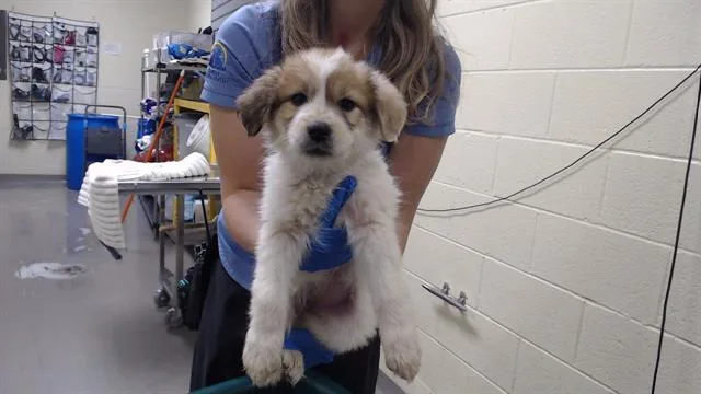 A baby small-sized female Anatolian Shepherd dog named Watermelon for adoption in Denver, CO