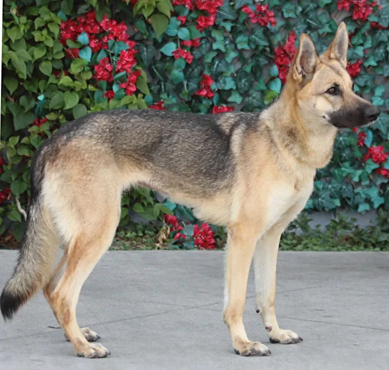 Roxanne Von Rohl" thumbnail 2