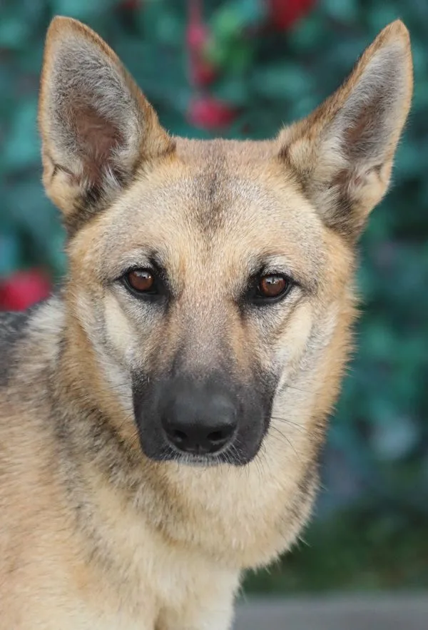 Roxanne Von Rohl" thumbnail 5