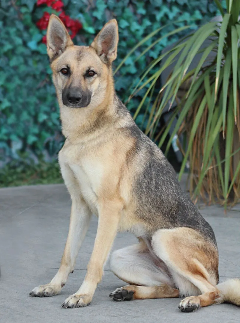 Roxanne Von Rohl" thumbnail 6