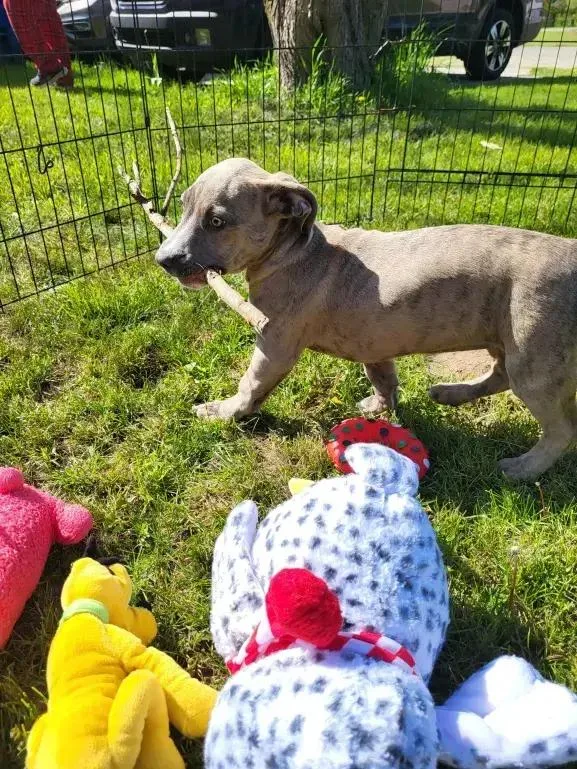 A baby medium-sized female Brindle Mixed Breed dog named Pepper for adoption in Grand Rapids, MI