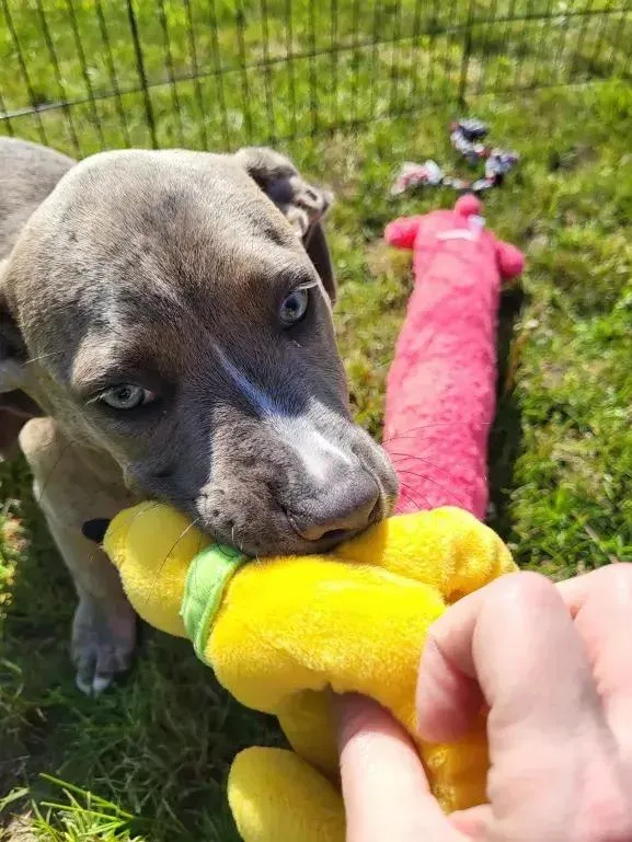 Pepper thumbnail 2