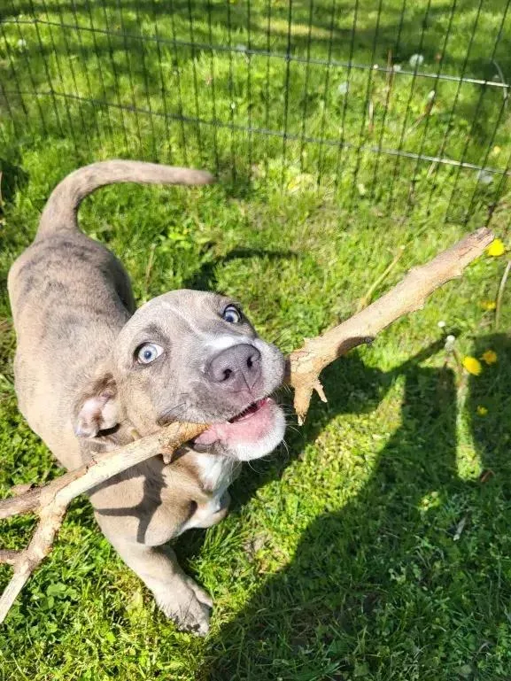 Pepper thumbnail 3