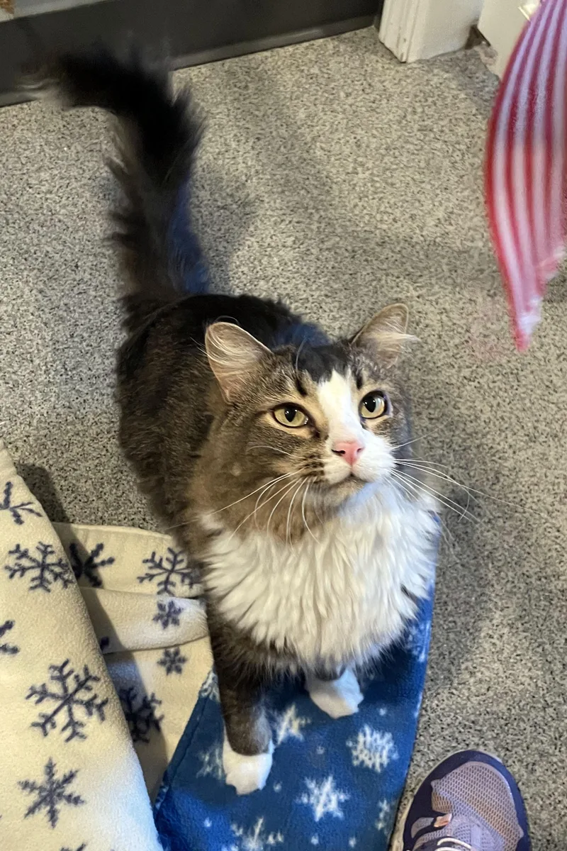 A young medium-sized male Domestic Medium Hair cat named Rocket for adoption in Lincoln, NE