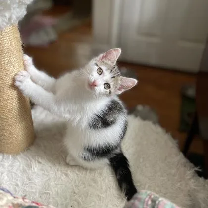 A baby small-sized male Buff / Tan / Fawn Domestic Short Hair cat named Maui for adoption in Atlanta, GA
