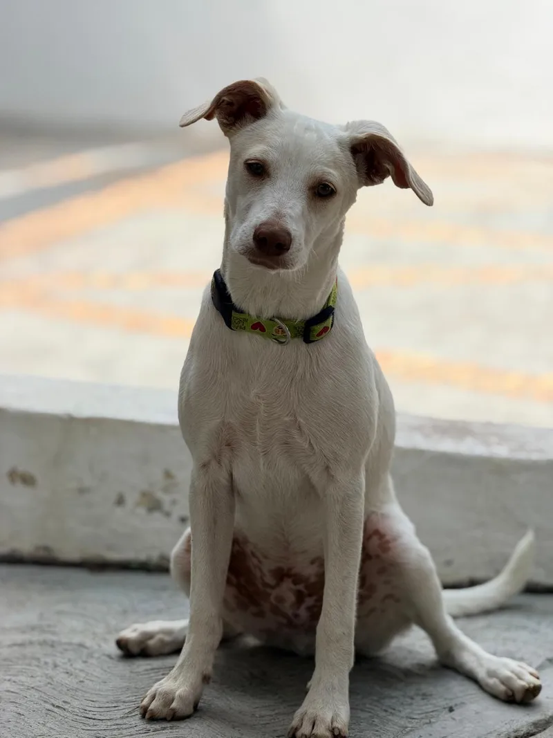 A young small-sized male Labrador Retriever dog named Mochi for adoption in Manvel, TX
