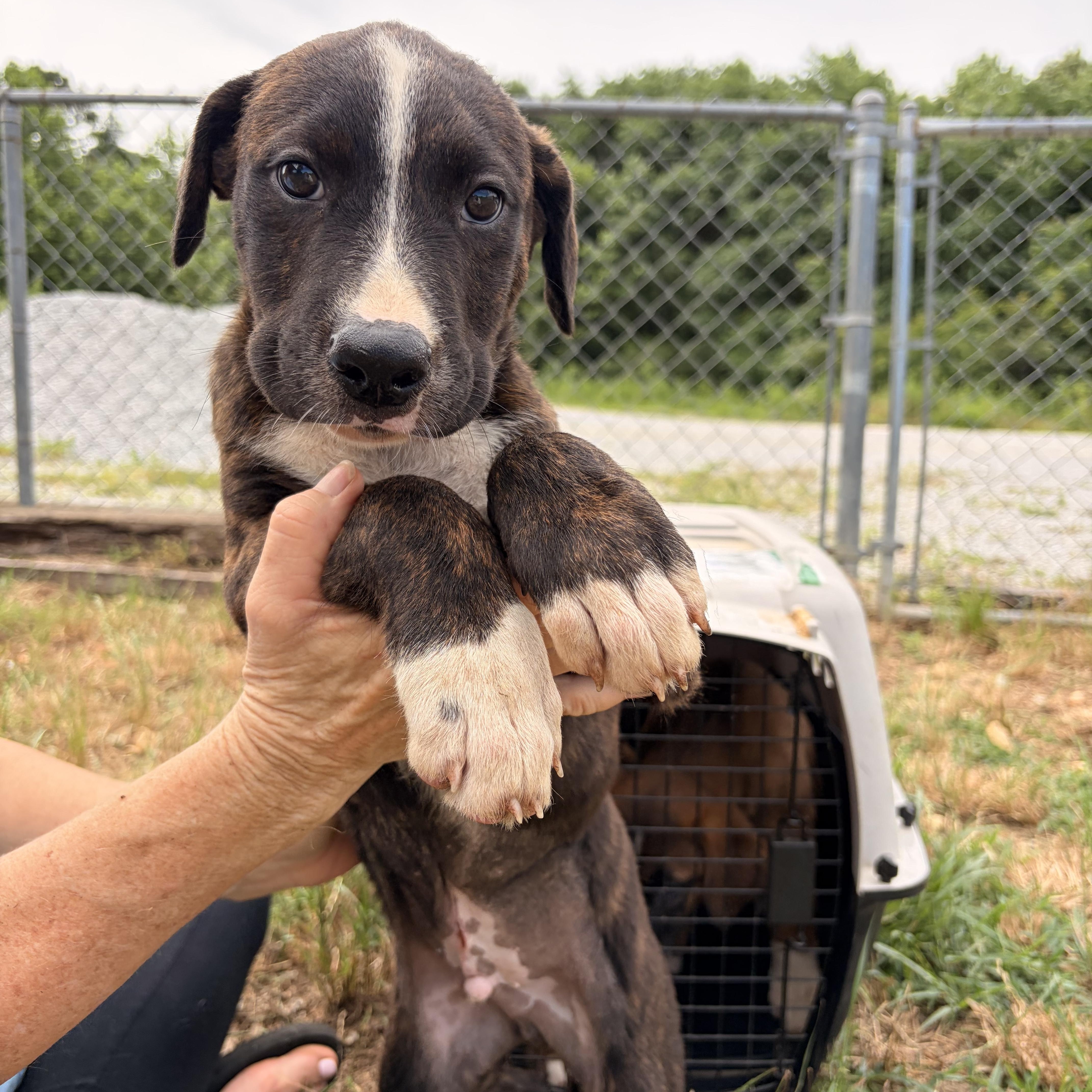 A young medium-sized male Brindle Black Mouth Cur dog named Breaker for adoption in Melbourne, AR