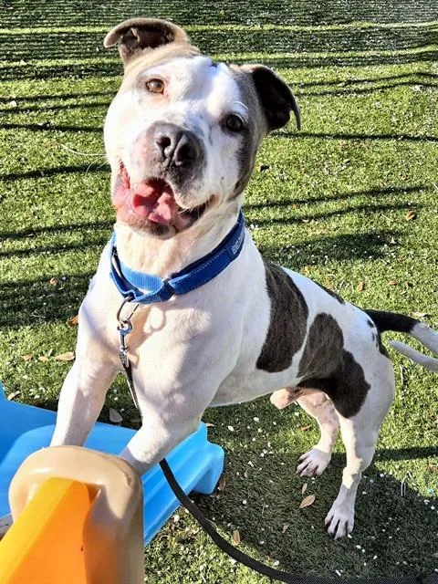 An adult large-sized male Pit Bull Terrier dog named Icey for adoption in Ocala, FL