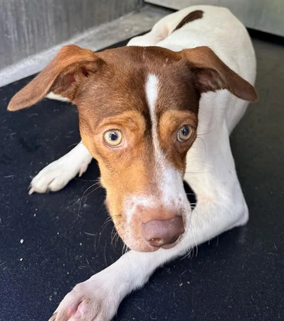 A young medium-sized male Terrier dog named Tuna for adoption in San Antonio, TX