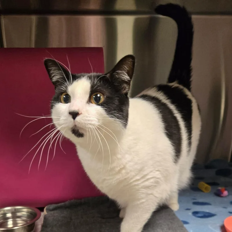 An adult small-sized male Black Domestic Medium Hair cat named Kevin for adoption in Waukesha, WI